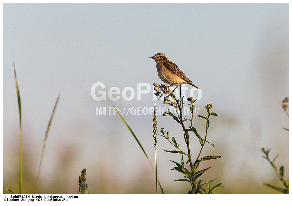 ��������, ��������, �����, �����, ��������, �����������, XYZ, ������������� �������, ������� �����, Saxicola rubetra, ������������, Muscicapidae