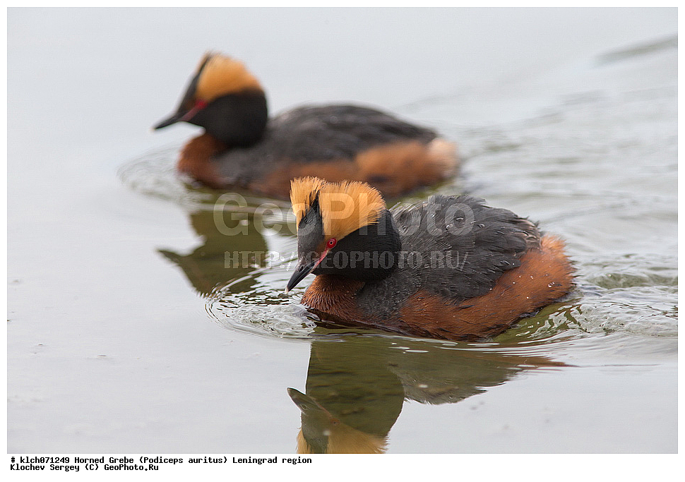 ��������, ��������, �����, �����, ��������, �����������, ������� �����, ������� �����, XYZ, ������������� �������, ����������, Podicipedidae, ������������ �������, Podiceps auritus