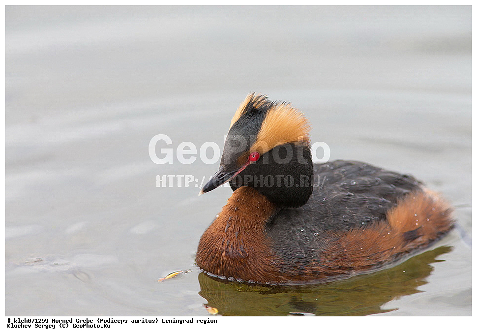 ��������, ��������, �����, �����, ��������, �����������, ������� �����, ������� �����, XYZ, ������������� �������, ����������, Podicipedidae, ������������ �������, Podiceps auritus