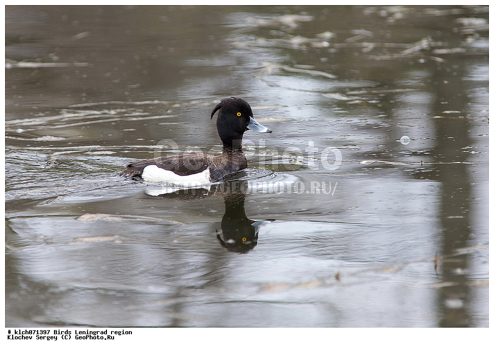 ��������, ��������, �����, �����, ��������, �����������, XYZ, ������������� �������, �����������������, ������������� �����, ������������� ����� ������, Anatidae, �������� �������, Aythya fuligula