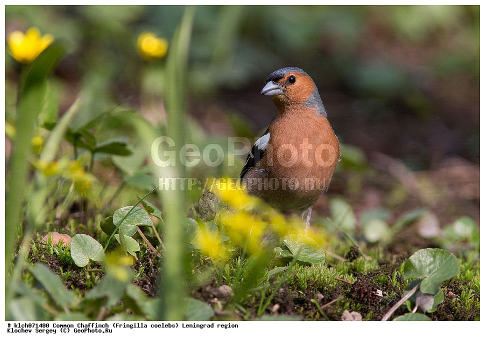 ��������, ��������, �����, �����, ��������, �����������, XYZ, ������������� �������, ���������, Fringillidae, ������, Fringilla coelebs