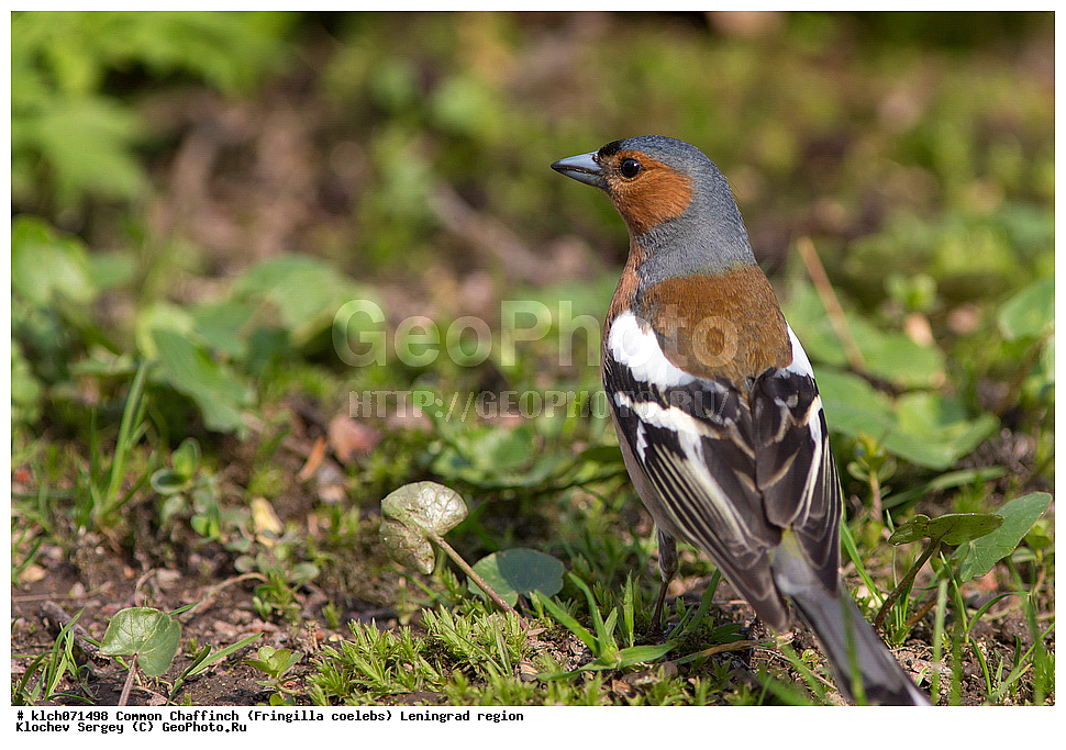 ��������, ��������, �����, �����, ��������, �����������, XYZ, ������������� �������, ���������, Fringillidae, ������, Fringilla coelebs