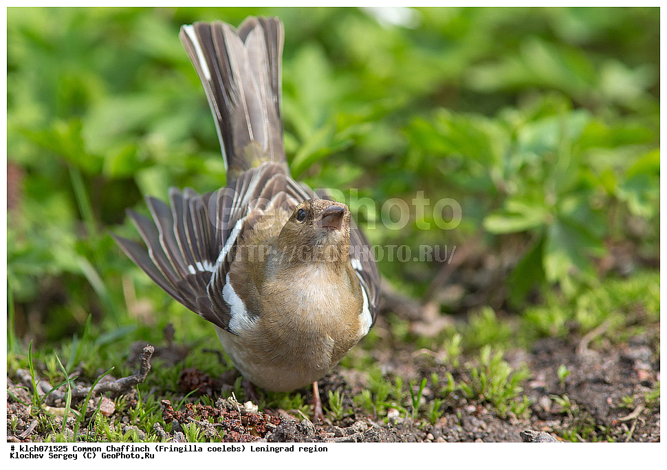 ��������, ��������, �����, �����, ��������, �����������, XYZ, ������������� �������, ���������, Fringillidae, ������, Fringilla coelebs