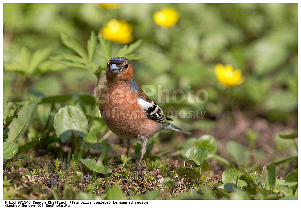 ��������, ��������, �����, �����, ��������, �����������, XYZ, ������������� �������, ���������, Fringillidae, ������, Fringilla coelebs