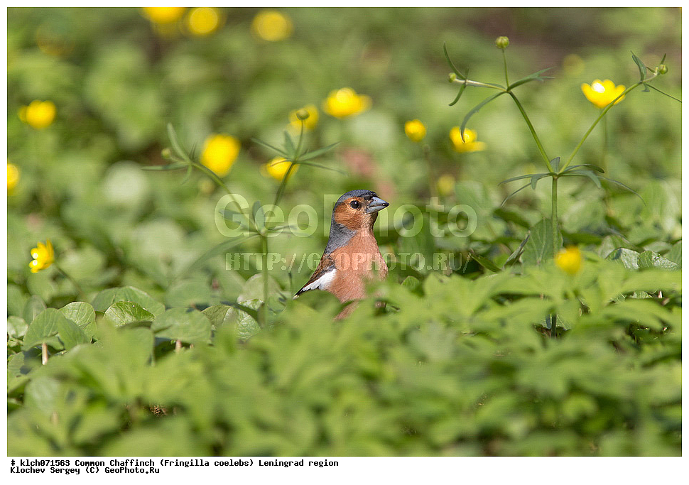 ��������, ��������, �����, �����, ��������, �����������, XYZ, ������������� �������, ���������, Fringillidae, ������, Fringilla coelebs