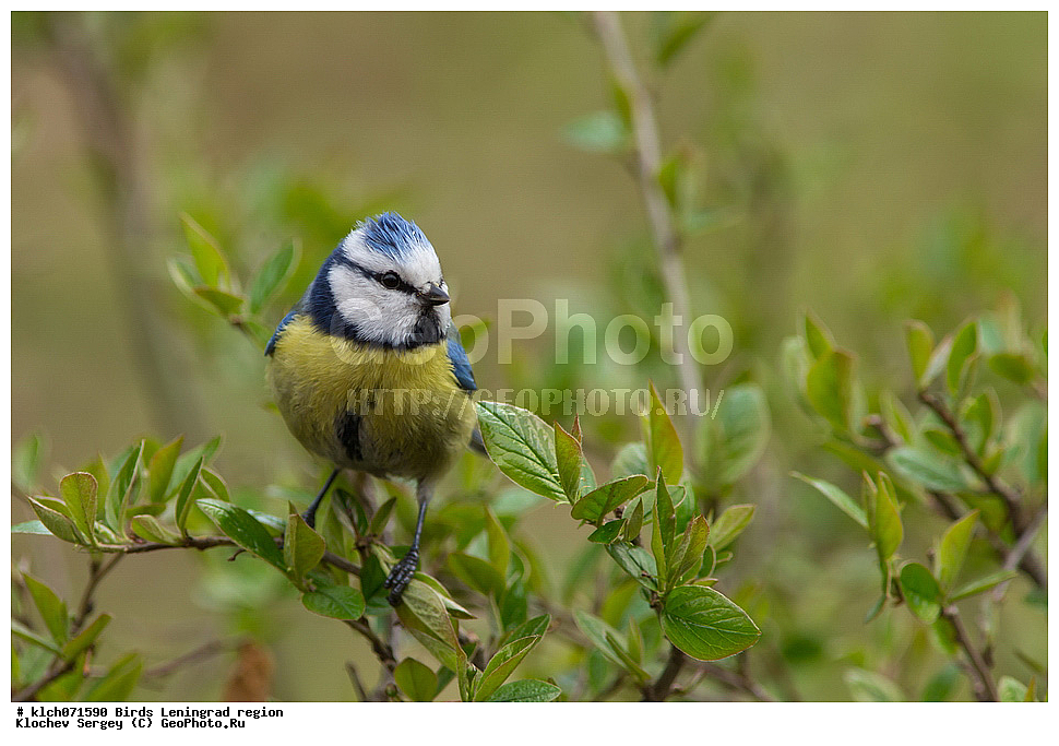 ��������, ��������, �����, �����, ��������, �����������, XYZ, ������������� �������, ������������ ���������, ������ ���������, ���������, Cyanistes caeruleus, Parus caeruleus, ���������, Paridae