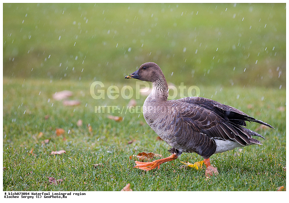 ��������, ��������, �����, �����, ��������, �����������, �����������������, ������������� �����, ������������� �����, XYZ, ������������� �������, ������, Anatidae, ��������, ������ ����, ��������, Anser fabalis