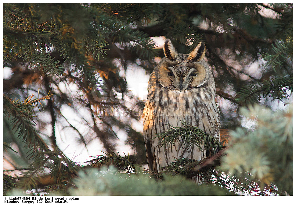 ��������, ��������, �����, �����, ��������, �����������, XYZ, ������������� �������, �������, ��������� ����, Strigidae, ������� ����, Asio otus