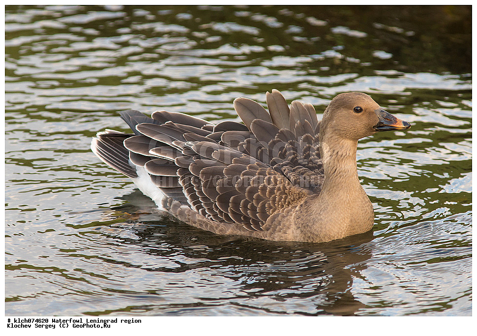 ��������, ��������, �����, �����, ��������, �����������, �����������������, ������������� �����, ������������� �����, XYZ, ������������� �������, ������, Anatidae, ��������, ������ ����, ��������, Anser fabalis