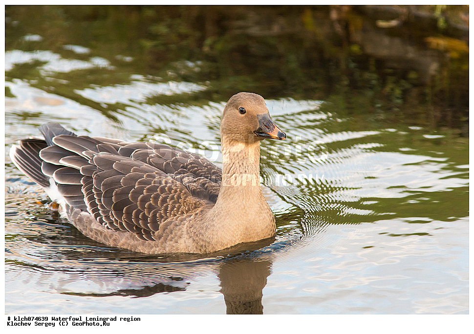 ��������, ��������, �����, �����, ��������, �����������, �����������������, ������������� �����, ������������� �����, XYZ, ������������� �������, ������, Anatidae, ��������, ������ ����, ��������, Anser fabalis