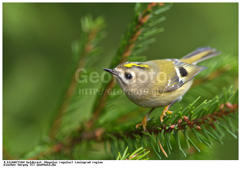 ��������, ��������, �����, �����, ��������, �����������, XYZ, ������������� �������, �����������, Regulidae, ������������ ������, ������������ �������, Regulus regulus