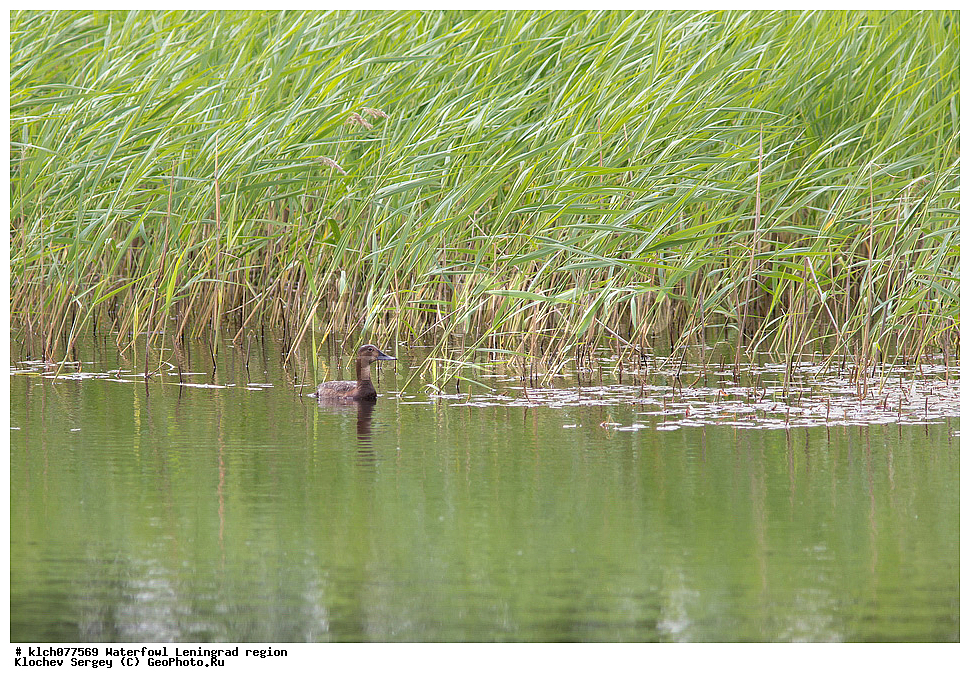 ��������, ��������, �����, �����, ��������, �����������, �����������������, ������������� �����, ������������� �����, XYZ, ������������� �������, ������, Anatidae, ������������� �����, Aythya ferina, �����, �����, ������