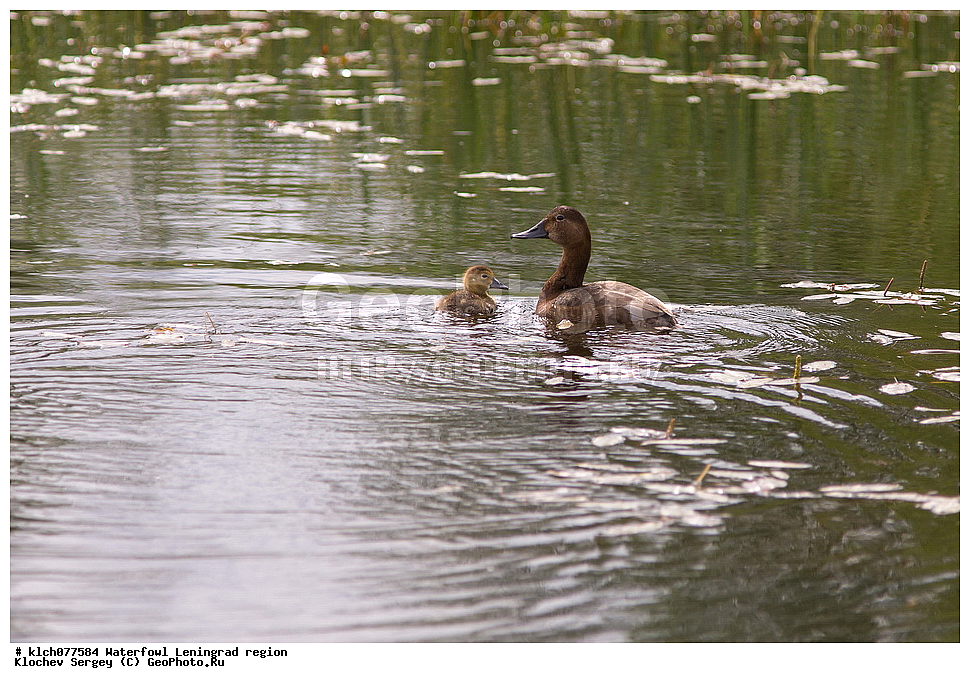 ��������, ��������, �����, �����, ��������, �����������, �����������������, ������������� �����, ������������� �����, XYZ, ������������� �������, ������, Anatidae, ������������� �����, Aythya ferina, �����, �����, ������