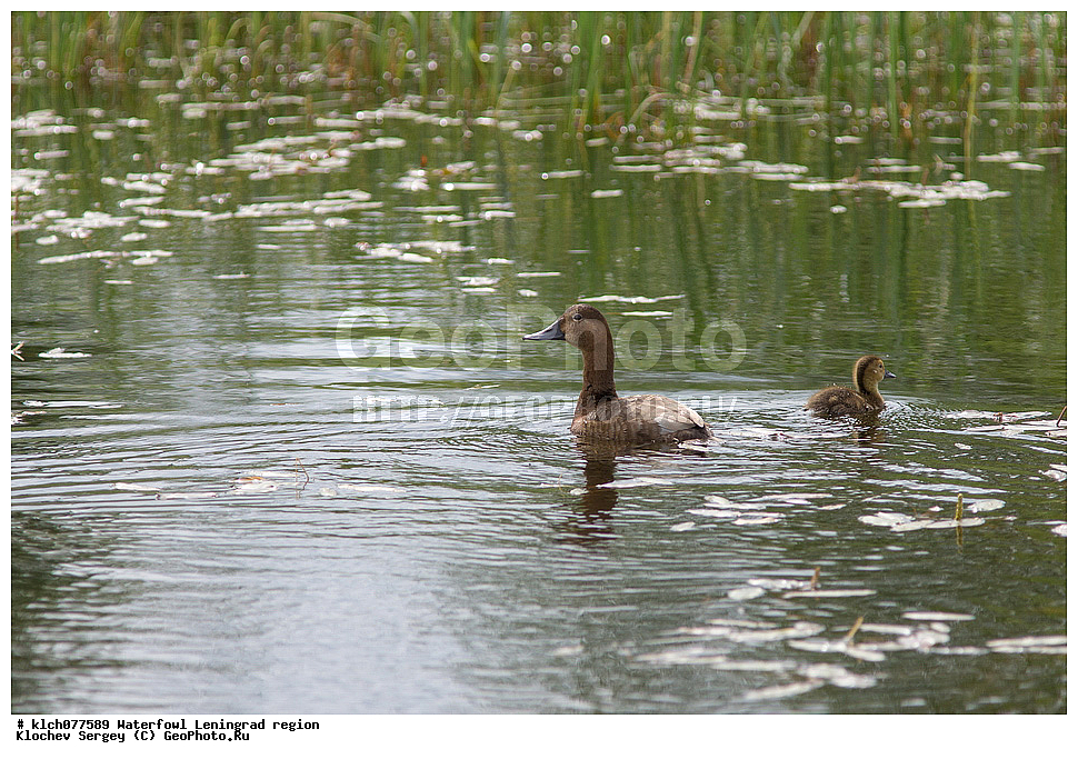 ��������, ��������, �����, �����, ��������, �����������, �����������������, ������������� �����, ������������� �����, XYZ, ������������� �������, ������, Anatidae, ������������� �����, Aythya ferina, �����, �����, ������