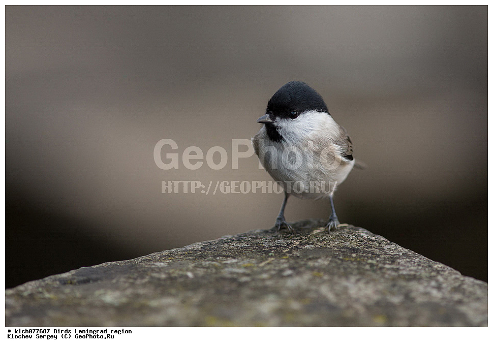 ��������, ��������, �����, �����, ��������, �����������, XYZ, ������������� �������, ���������, Paridae, ������������ ������, �������� ������, Poecile palustris, Parus palustris