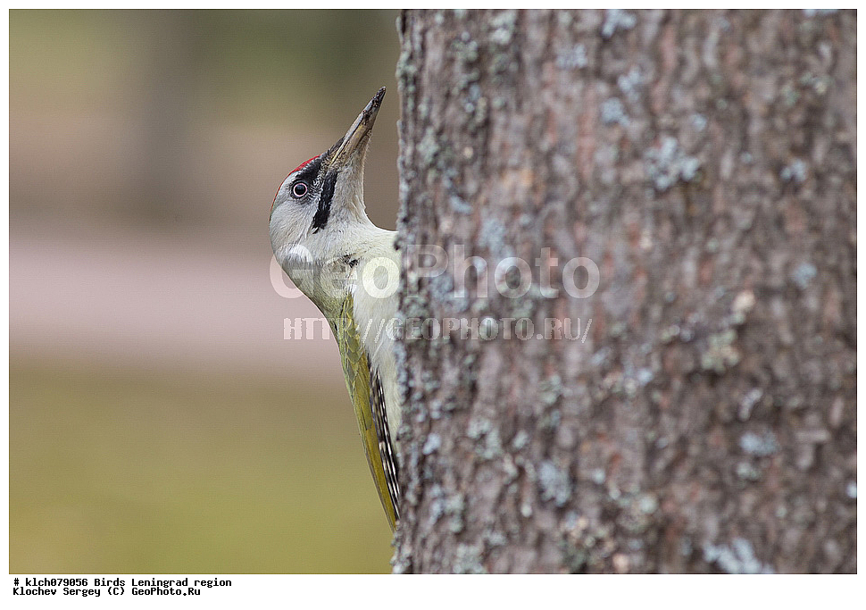 ��������, ��������, �����, �����, ��������, �����������, XYZ, ������������� �������, ��������, �����, ��������� ��������, Picidae, ����� �����, ����� ������ �����, ����������� �����, Picus canus, ������ �����, Picus viridis