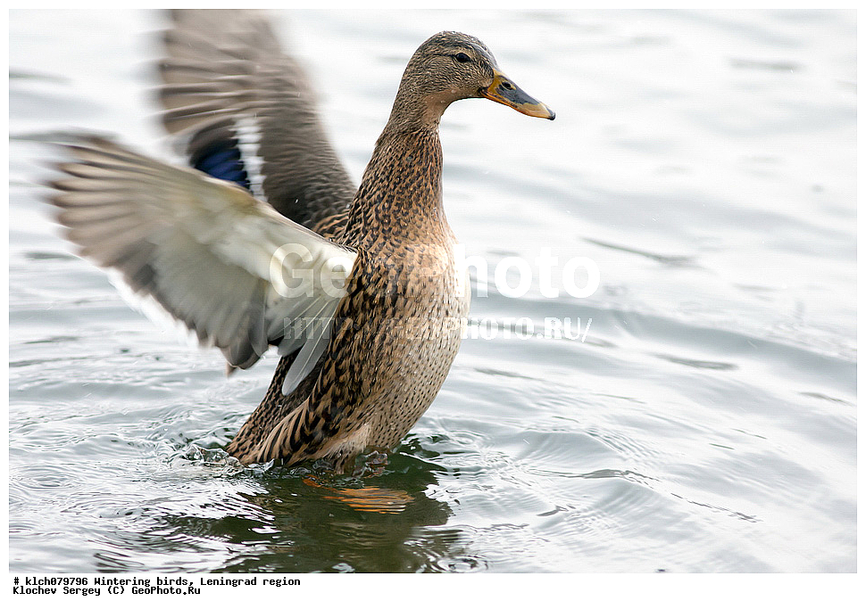 ��������, ��������, �����, �����, ��������, �����������, �����������������, ������������� �����, ������������� �����, XYZ, ������������� �������, ������, Anatidae, �������, �������, �������� �����, ������, Anas platyrhynchos