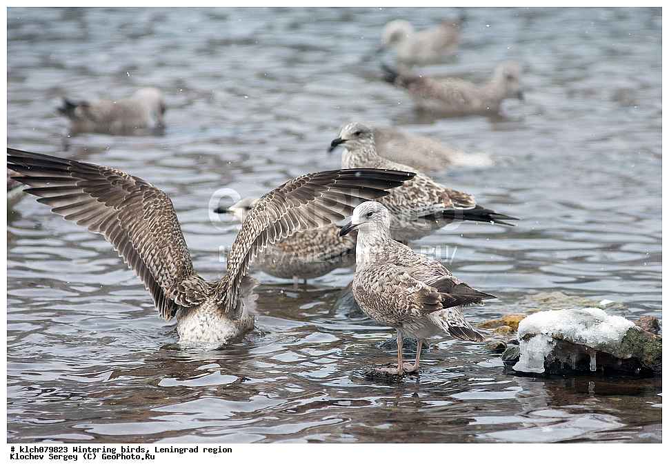 ��������, ��������, �����, �����, ��������, �����������, �����������������, ������������� �����, ������������� �����, XYZ, ������������� �������, ������, Anatidae, �������, �������, �������� �����