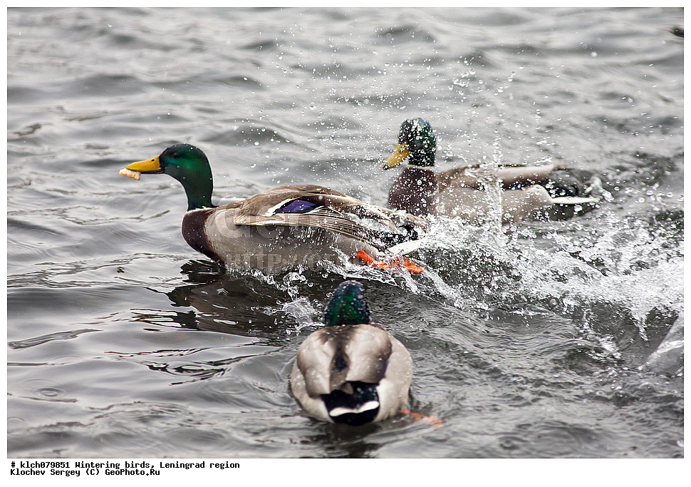 ��������, ��������, �����, �����, ��������, �����������, �����������������, ������������� �����, ������������� �����, XYZ, ������������� �������, ������, Anatidae, �������, �������, �������� �����, ������, Anas platyrhynchos