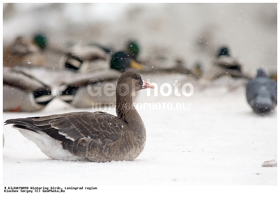 ��������, ��������, �����, �����, ��������, �����������, �����������������, ������������� �����, ������������� �����, XYZ, ������������� �������, ������, Anatidae, �������, �������, �������� �����, ��������� ����, Anser albifrons, ������� �����, �������