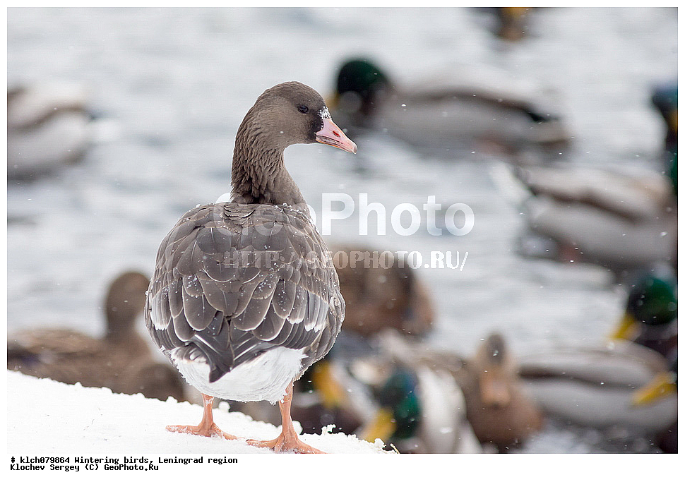 ��������, ��������, �����, �����, ��������, �����������, �����������������, ������������� �����, ������������� �����, XYZ, ������������� �������, ������, Anatidae, �������, �������, �������� �����, ��������� ����, Anser albifrons, ������� �����, �������