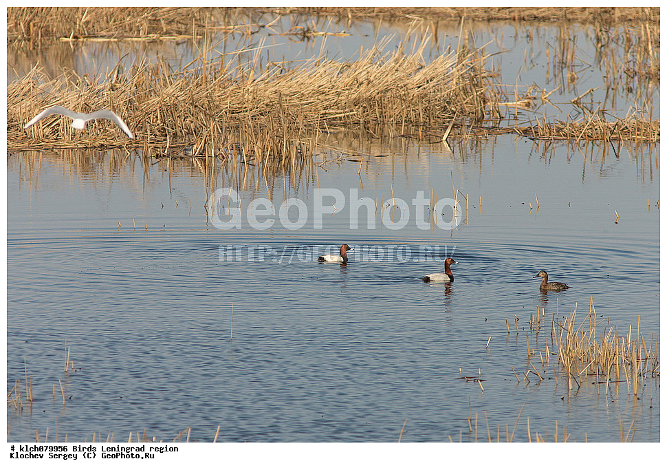 ��������, ��������, �����, �����, ��������, �����������, XYZ, ������������� �������, ������, Anatidae, ������������� �����, Aythya ferina, �����������������, ������������� �����, ������������� �����