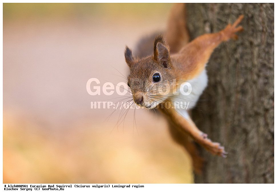 ��������, ��������, �������������, �������������, �����, �����, �������, XYZ, ������������� �������, ��������, �������, Sciuridae, ������������ �����, �����, Sciurus vulgaris