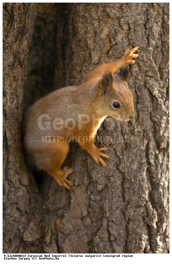 ��������, ��������, �������������, �������������, �����, �����, �������, XYZ, ������������� �������, ��������, �������, Sciuridae, ������������ �����, �����, Sciurus vulgaris