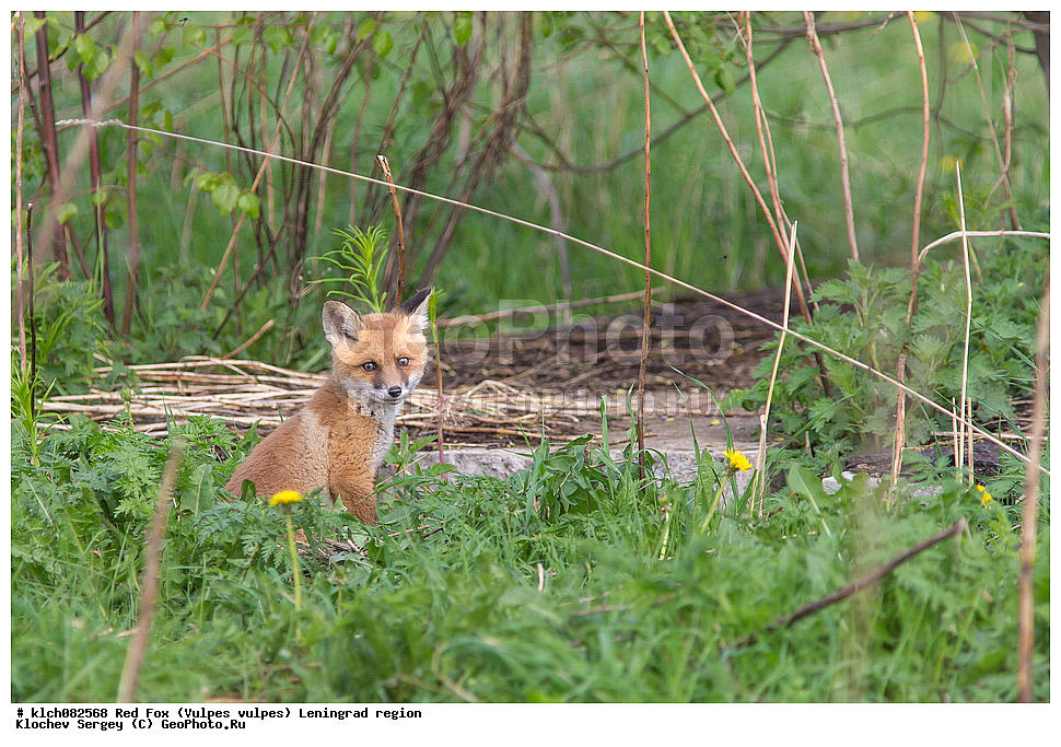 ��������, ��������, �������������, �������������, �����, �����, �������, ������, XYZ, ������������� �������, ������, �������, ������, Canidae, ������������ ������, ����� ������, ����, Vulpes vulpes