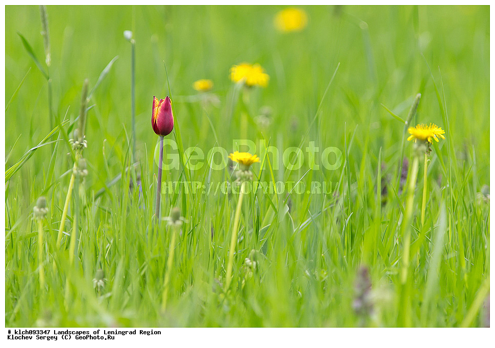 ������������� �������, ��������, ��������, �����, ������