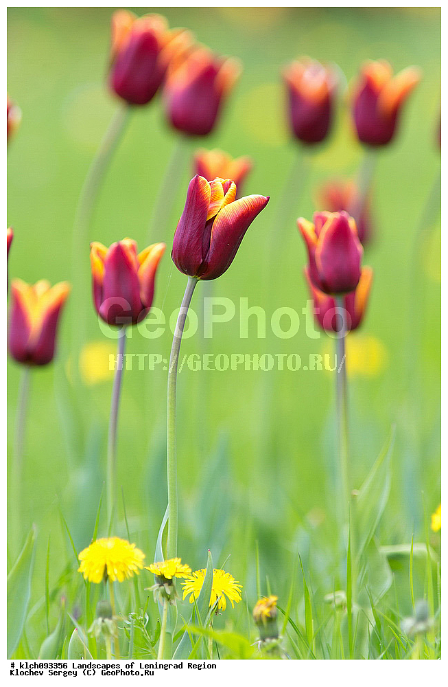 ������������� �������, ��������, ��������, �����, ������