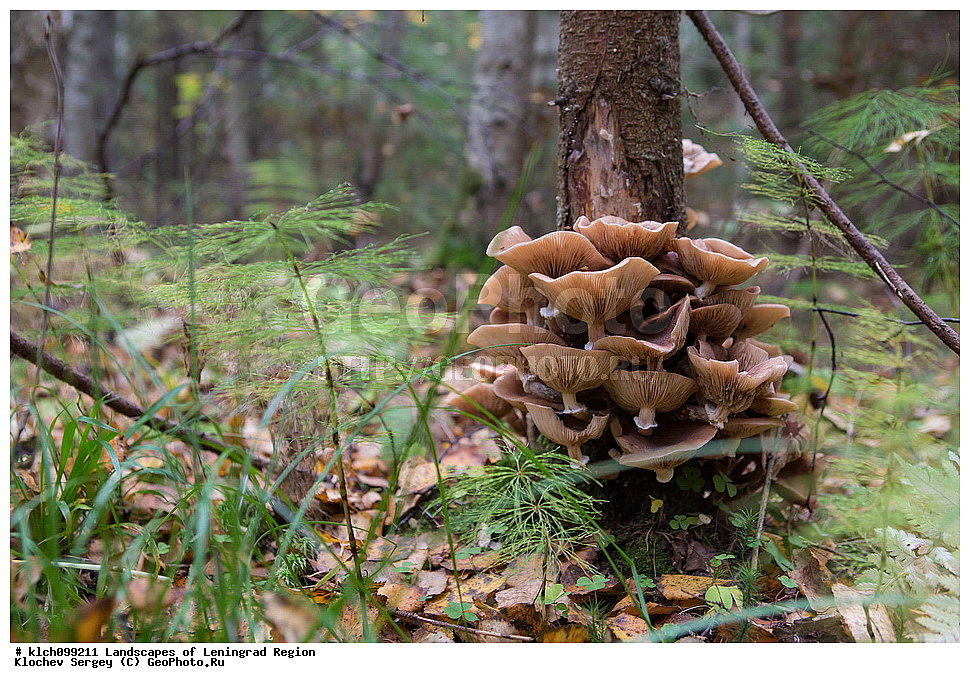 ������������� �������, ����, �����, ���, ������