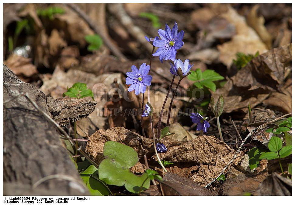 ������������� �������, ����������� �����������, ����������� ������������, ����������� �����������, ����������� ������������, ��������� �����������, Hepatica nobilis, Anemone hepatica, ���������, Ranunculaceae, XYZ