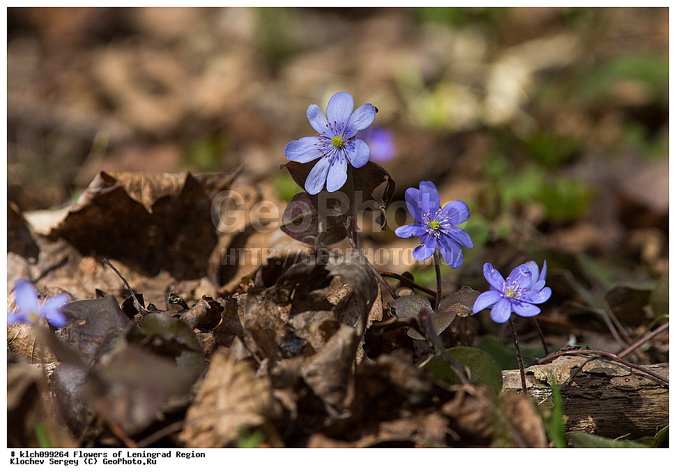 ������������� �������, ����������� �����������, ����������� ������������, ����������� �����������, ����������� ������������, ��������� �����������, Hepatica nobilis, Anemone hepatica, ���������, Ranunculaceae, XYZ