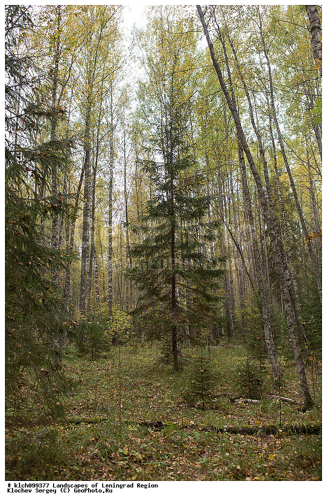 ������������� �������, ����, �����, ���, ������