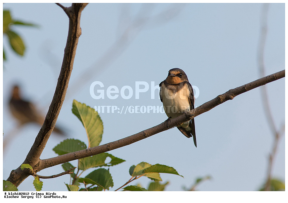 ��������, ��������, �����, �����, ��������, �����������, XYZ, ���� �������� ����������, �����������, Hirundinidae, ����������� ��������, ��������-�������, Hirundo rustica, �����, ������, ����, ����, ����