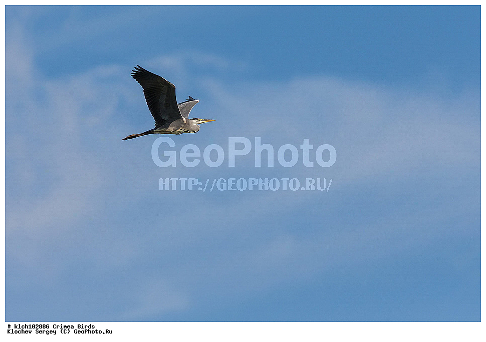 ��������, ��������, �����, �����, ��������, �����������, XYZ, ���� �������� ����������, ��������, Ardeidae, ����� �����, Ardea cinerea