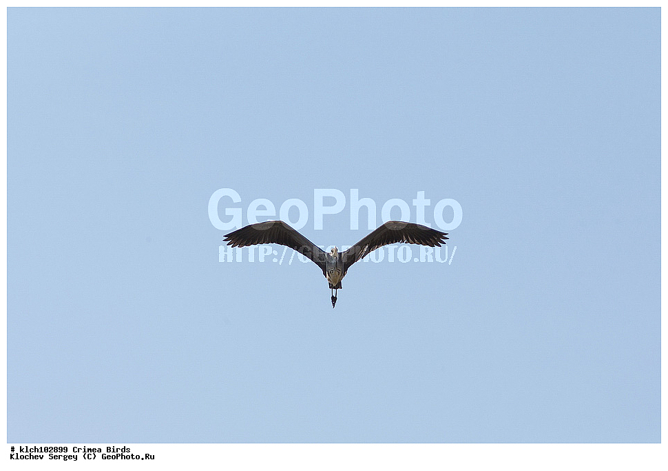 ��������, ��������, �����, �����, ��������, �����������, XYZ, ���� �������� ����������, ��������, Ardeidae, ����� �����, Ardea cinerea