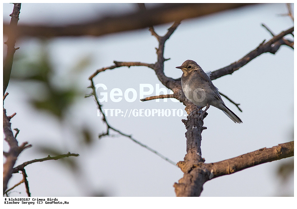 ��������, ��������, �����, �����, ��������, �����������, XYZ, , ���� �������� ����������, �������������, Motacillidae, ����� ����������, Motacilla alba, ������