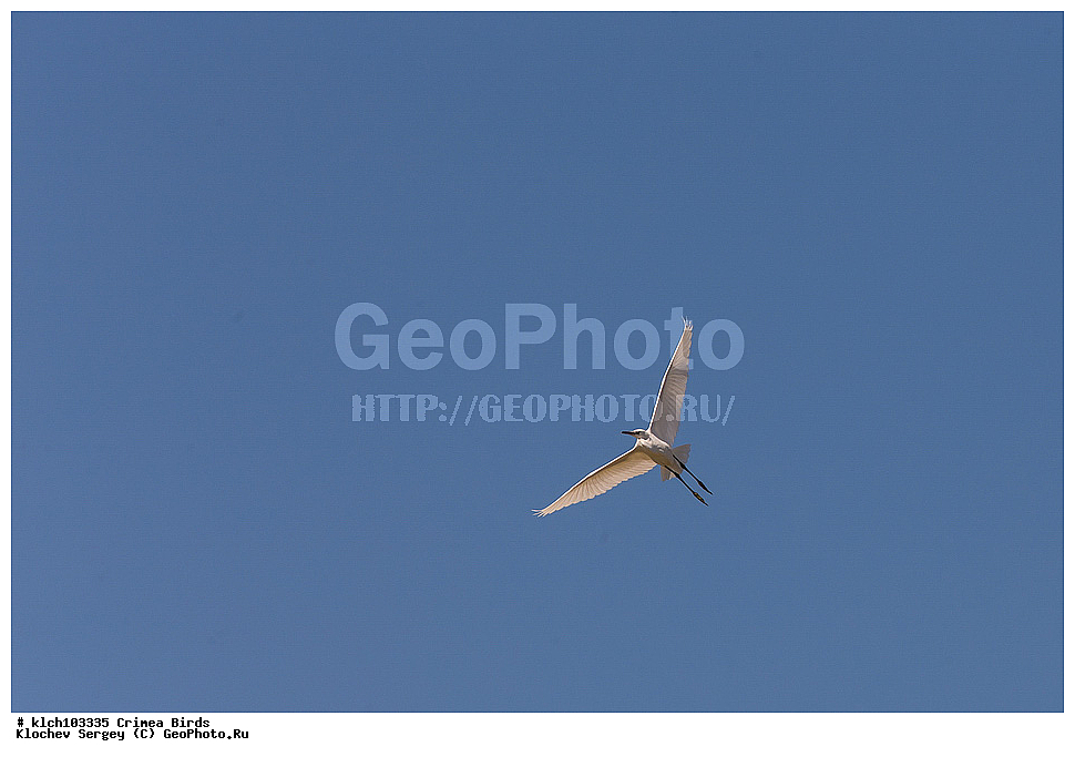 ��������, ��������, �����, �����, ��������, �����������, XYZ, ���� �������� ����������, ��������, Ardeidae, ����� ����� �����, ������-�����, Egretta garzetta