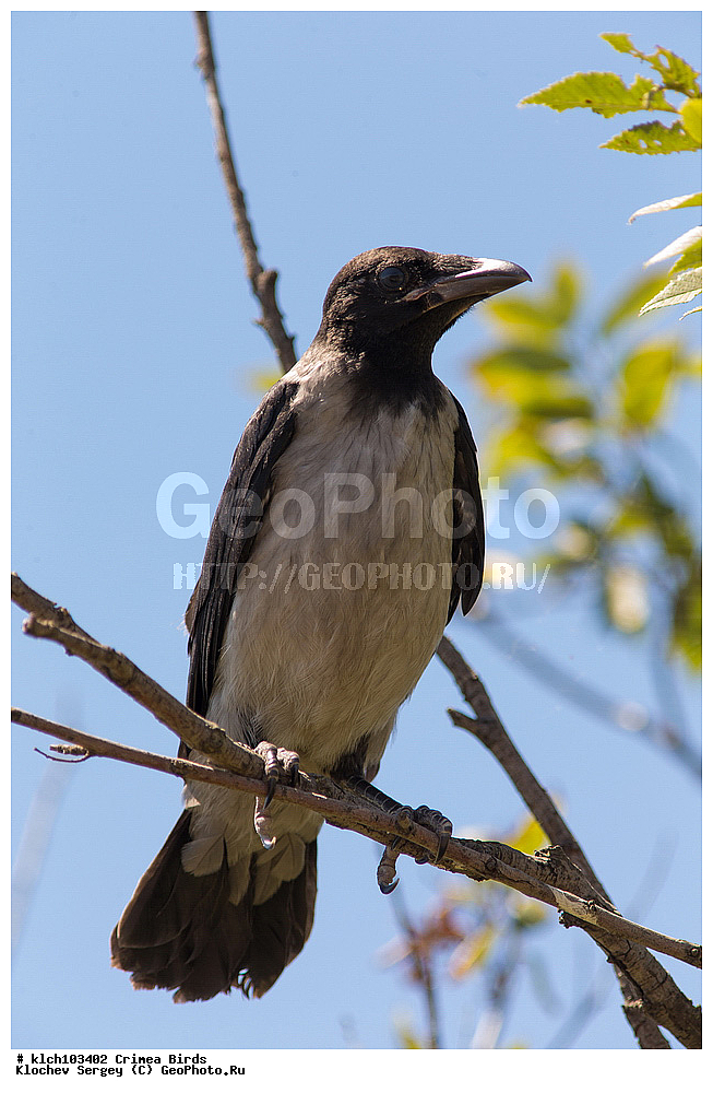 ��������, ��������, �����, �����, ��������, �����������, XYZ, ���� �������� ����������, ��������, ���������, Corvidae, ����� ������, Corvus cornix