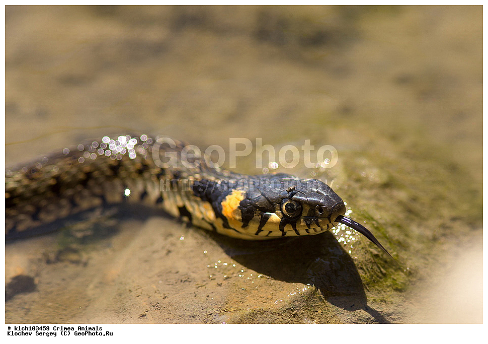 ��������, ��������, ��������������, ��������������, ��������, ��������, XYZ, ���� �������� ����������, �����������, Colubridae, ������������ ��, Natrix natrix, ����, ����