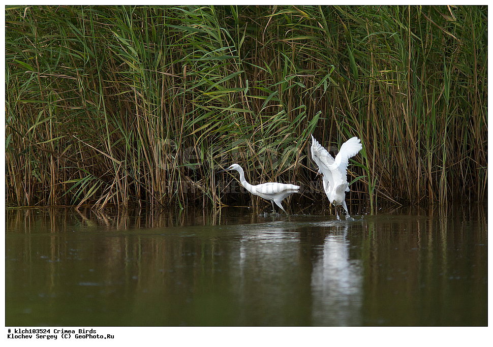 ��������, ��������, �����, �����, ��������, �����������, XYZ, ���� �������� ����������, ��������, Ardeidae, ����� ����� �����, ������-�����, Egretta garzetta