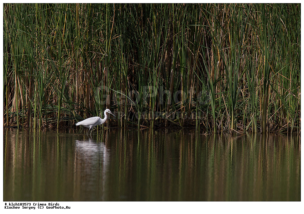 ��������, ��������, �����, �����, ��������, �����������, XYZ, ���� �������� ����������, ��������, Ardeidae, ����� ����� �����, ������-�����, Egretta garzetta