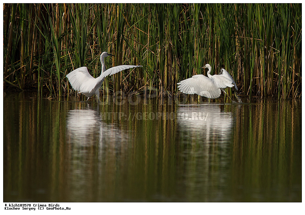 ��������, ��������, �����, �����, ��������, �����������, XYZ, ���� �������� ����������, ��������, Ardeidae, ����� ����� �����, ������-�����, Egretta garzetta