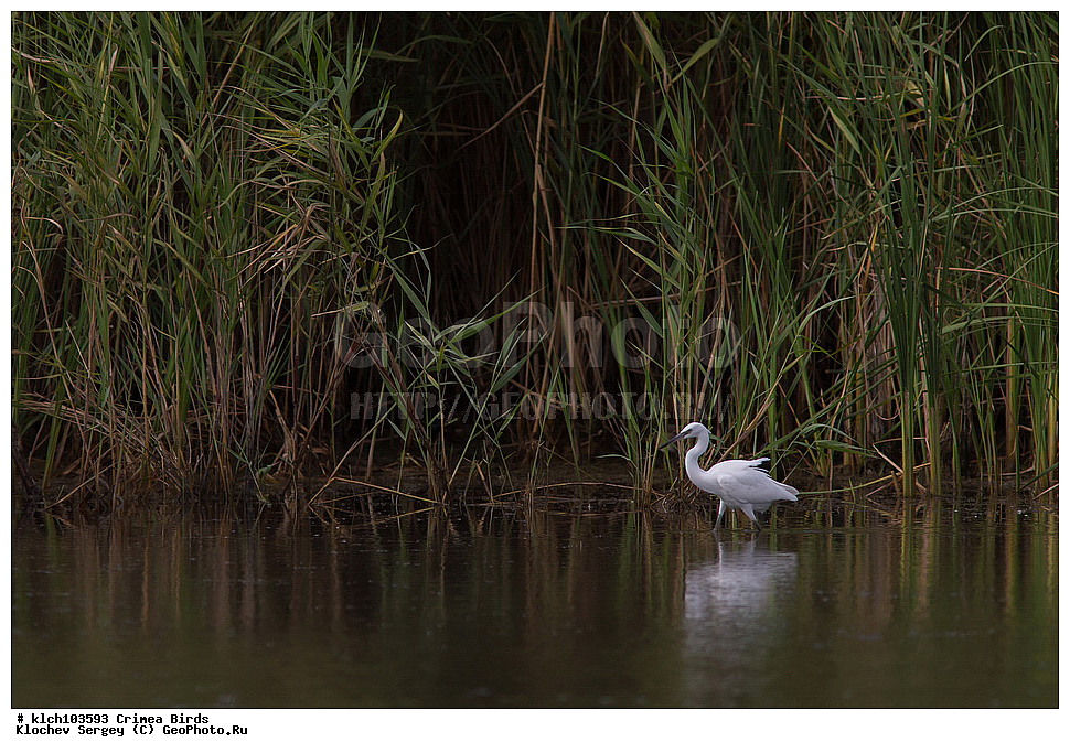 ��������, ��������, �����, �����, ��������, �����������, XYZ, ���� �������� ����������, ��������, Ardeidae, ����� ����� �����, ������-�����, Egretta garzetta