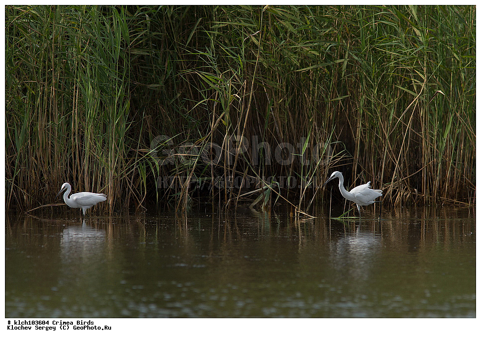 ��������, ��������, �����, �����, ��������, �����������, XYZ, ���� �������� ����������, ��������, Ardeidae, ����� ����� �����, ������-�����, Egretta garzetta