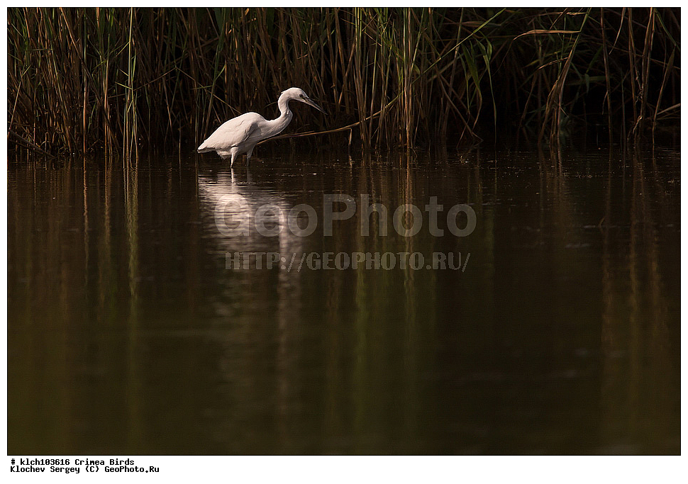 ��������, ��������, �����, �����, ��������, �����������, XYZ, ���� �������� ����������, ��������, Ardeidae, ����� ����� �����, ������-�����, Egretta garzetta