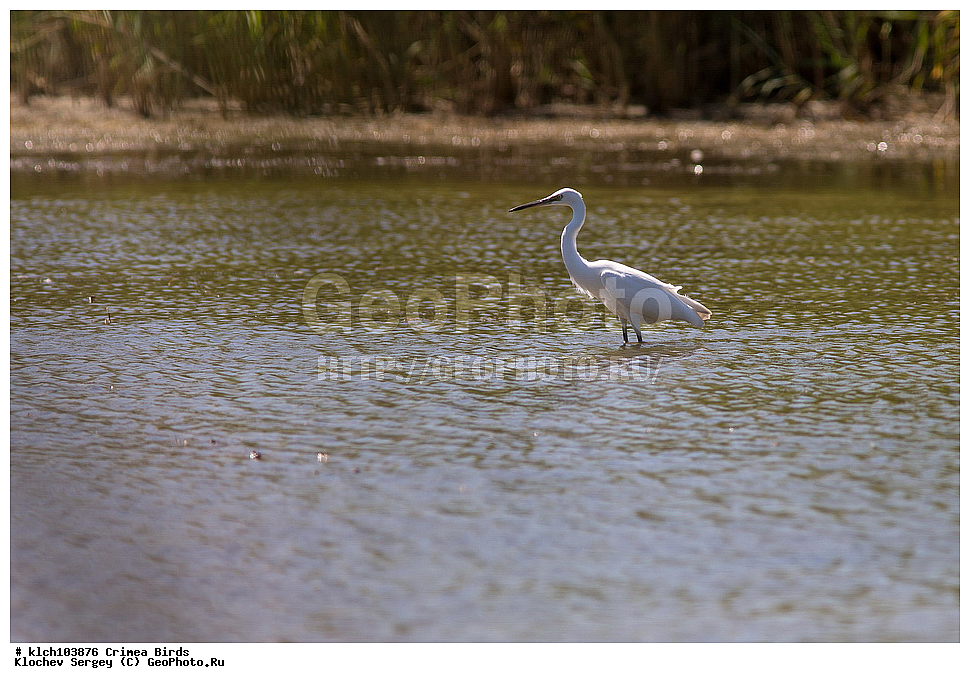 ��������, ��������, �����, �����, ��������, �����������, XYZ, ���� �������� ����������, ��������, Ardeidae, ����� ����� �����, ������-�����, Egretta garzetta