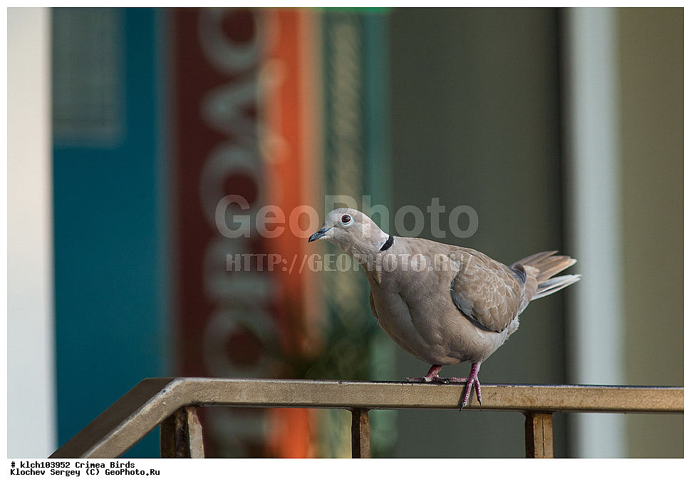 ��������, ��������, �����, �����, ��������, �����������, XYZ, ���� �������� ����������, ���������, Columbidae, ��������� �������, Streptopelia decaocto